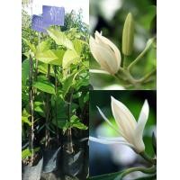 ราคา ต้นจำปีแบบเสียบยอดลำต้นสูง 65 75 ซมต้นจำปีเป็นไม้ไทยที่มีกลิ่นหอม (17391303189)