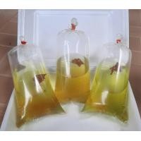 ราคา แม่พันธุ์ไรแดงaxdr สายพันธุ์มาโคโครปา Macorcopa ไรแดงพ่อแม่พันธุ์ (20393370167)