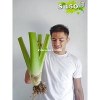 ราคา Alocasia Borneo Giant บอนกระดาด บอนยักษ์ ต้นบอน ไม้ฟอกอากาศ (19922321906)