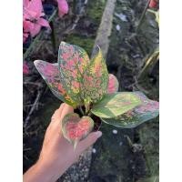 ราคา ถูกที่สุด อโกลนีมา กระถาง 3 นิ้ว แก้วกาญจนา หลายแบบ ฟอร์มต้นใหญ่ คุ้มเท่าซื้อ 6 นิ้ว (17345876644)