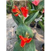 ราคา เฮลิโคเนียHeliconia สีส้ม สวยงาม พุทธรักษาแคระ สีส้ม ลำต้นแข็งแรง ไม้มงคล จัดส่งพร้อมกระถาง 4 นิ้ว (7866592759)