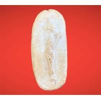 ราคา พระเครื่อง พระสมเด็จ พระสมเด็จวัดพลับ (20766254582)