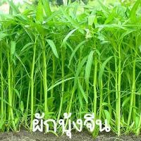 ราคา ผักบุ้งจีนถูกที่สุด 10 บ พันธุ์ผักบุ้งจีน 100 ผักบุ้งจีน ปลูกง่ายขึ้นไว (21177736043)