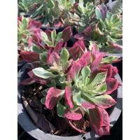 ราคา ต้นพญานาคราช ใบด่าง ว่านนาคราช ในกระถาง 6 นิ้ว นาคราช ว่านนาคราช ต้นไม้หายาก เป็นไม้เสริมดวง ไม้นำโชค ปลูกไว้เพื่อกันงูเข้าบ้าน และ เ (7866685327)