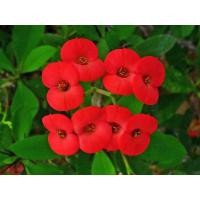 ราคา 3ต้น ต้นโป๊ยเซียน ดอกสีแดง โป๊ยเซียนแคระ Euphorbia milii Des Moul ในกระถาง 3นิ้ว ต้นสูง 7 8นิ้ว เป็นทั้งไม้มงคลและเลี้ยงง่าย (20987167131)