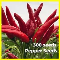 ราคา เมล็ดพันธุ์ พริกชี้ฟ้า Red Pepper Seeds ผลผลิตสูง 300เมล็ด พริก เมล็ดพันธุ์ คุณภาพดี ราคาถูก ของแท้ 100 Hot Pepper Chilli Vegetable Seeds for Planting Garden Vegetable Plant Seed เมล็ดพันธุ์ พริกช่อจี