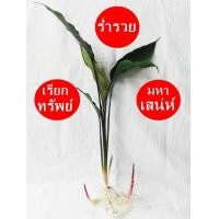 ราคา 1แถม1 ว่านมหาเสน่ห์ ต้นว่าน รากราคะ รับประกันต้นแท้ 1ต้น เรียกลูกค้า เมตามหานิยม ว่านดอกทอง (743028981)