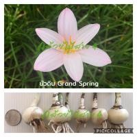 ราคา บัวดิน แกรนด์สปริง Grand Spring ดอกบัวดินสีชมพูอ่อน 5 หัว (9050111544)
