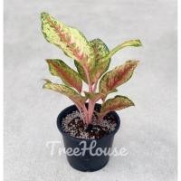 ราคา 10 กะรัต อโกลนีมา 10 กะรัต Aglaonema sp sibkarat กระถาง 6 นิ้ว (20686875961)