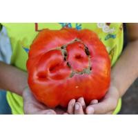 ราคา เมล็ดพันธุ์ มะเขือเทศ Sumo Tomato Seeds (7392265083)