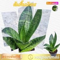 ราคา ต้นลิ้นมังกร กระถาง 3 นิ้ว ส่งพร้อมกระถาง (21288591024)