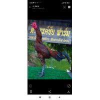 ราคา พม่าตีเชิง ไข่เชื้อพม่าแข้ง คมเร็วแรง (20944181133)