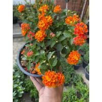 ราคา ต้นผกากรอง กระถาง 5 6 นิ้ว (20895625986)