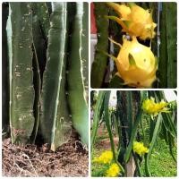 ราคา กิ่งแก้วมังกรสีเหลือง อิสลาเอล หวานๆฉ่ำๆ (20634605324)