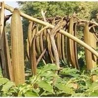 ราคา ลิ้นฟ้าเตี้ย เพกา ชำจากราก ลำต้นแข็งแรง (13776521140)