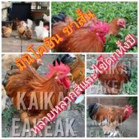 ราคา ไข่เชื้ อ ไข่ ลุ้น เชื้อ ไก่มินิโคชิน ขาสั้น สายพันธุ์ เยอรมัน ไก่สวยงาม เชื้อ แรงมาก ไข่ไก่เชื้อสวยงาม เชื้อ แรง Mini Cochin chicken (21190028091)