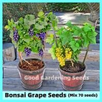ราคา ขายเมล็ดพันธุ์ ประเทศไทยพร้อมสต็อก 70 เมล็ด เมล็ดพันธุ์ องุ่น Mixed Sweet Grape Seeds Fruits Seeds for Planting Fruit Platns บอนไซ ต้นพันธุ์ผลไม้ เมล็ดผลไม้ พันธุ์ไม้ผล ต้นไม้มงคล เมล็ดดอกไม้ ต้นไม้แ 