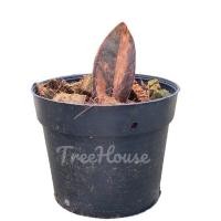 ราคา กวักมรกตดำด่างชมพู Black Zamioculcas variegated กระถาง 4 นิ้ว 1 ใบ แท้ 100 (20694277340)