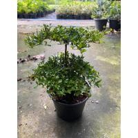 ราคา ต้นหูกระโจงแคระ บอนไซ กระถาง 5 6 นิ้ว (20905737393)