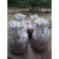 ราคา เห็ดโคนน้อย10ก้อนแถม10ก้อน (18800156211)