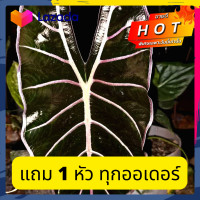 ราคา บอนดำสตูล เหง้าบอนดำสตูลแท้ 100 หลังใบม่วง (12821725563)