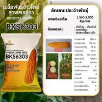 ราคา BKS6303 เมล็ดพันธุ์ข้าวโพดเลี้ยงสัตว์ลูกผสม BKS6303 (15754469710)