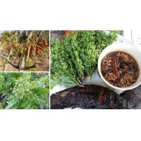 ราคา ต้นสะเดามัน สะเดาทวาย มันทะวายยอดแดง กิ่งพันธ์สะเดามัน ต วิหารแดง รสชาติดี ขมน้อย ลำต้นสูง1 เมตรขึ้นไป ต้นไม้แข็งแรงทุกต้น เรารับประกันจัดส่งห่ออย่างดี จัดส่งสินค้าตามรูป (20969036107)