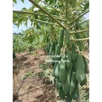 ราคา เมล็ดพันธุ์มะละกอ แขกนวลดำเนิน 100 เมล็ด 35 บาท (19522893048)