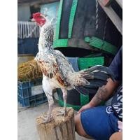 ราคา ไข่เชื้อเยียร์แท้ 100 พม่าแข้งหน้ามีเหลี่ยมมีลีลาถอดถอยเป็นไก่สไตล์ม้าล่อ (19449184187)