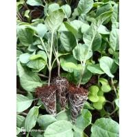 ราคา กะหล่ำดอกชุด50ต้น พร้อมปลุก แข็งแรง ต้นกล้าผักสวนครัว ผักไทย (21066534975)