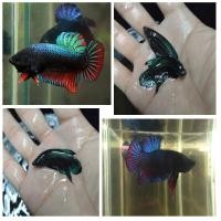 ราคา ใหม่ ปลาหม้อสายกัด แปดริ้ว หัวบ่อหม้อแปดริ้ว หม้อนำเข้า กัดดุมาก ทนมาก หนังเหนียวฟันคม ได้ไปสุดจัดแน่นอน ส่งด่วน รับประกันสินค้า100 (21113710329)