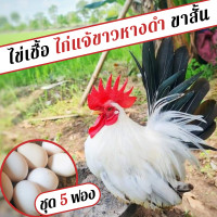ราคา ไข่เชื้อไก่แจ้ขาวหางดำ ชุด 5 ฟอง (9484482140)