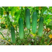 ราคา แตงร้าน เมล็ดพันธุ์ แตงร้าน พันธุ์ตำแตง ลูกเขียวดก เนื้อแน่นๆ เมล็ดพันธุ์ผัก เมล็ดผักต่างๆ เมล็ดแตงร้าน (16930718691)