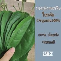 ราคา ราชาแห่งการถอนพิษ ใบรางจืด ว่านรางจืด ปลอดสารพิษ Organic100 15ใบ (21103146351)