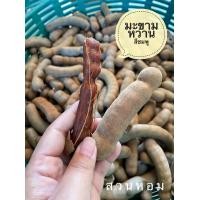 ราคา มะขามหวานสีชมพู 1kg เปรี้ยวอมหวาน มะขามใหม่ปี 67 ต้นฤดู พร้อมส่งตรงจากสวน (12462617972)