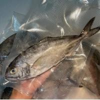 ราคา ส่งฟรี ปลาสำลี ปลาทะเลเนื้อหวานมัน อร่อย สดๆจากทะเลใต้ แพคสูญญากาศอย่างดีแพคละ 1 ตัว ทำให้พร้อมประกอบอาหาร ขนาด 4 6 ตัวโล I Seafood From Home (11619602097)