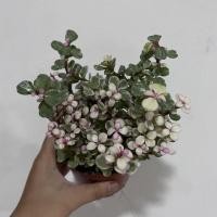 ราคา ต้นปะการังสายรุ้งด่างชมพู ปะการังด่างชมพู ต้นแน่น ดอกสวย (17297873445)