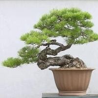 ราคา 25 เมล็ดพันธุ์ เมล็ด สนดำญี่ปุ่น สนญี่ปุ่น บอนไซ JAPANESE BLACK PINE SEEDS อัตราการงอก 80 85 (11769479280)