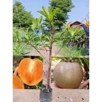 ราคา ต้นละมุดสาลี่ยักษ์ แบบทาบกิ่ง ขนาด85 95cm ต้นแข็งแรง ปลูกได้ทุกสภาพดิน ทุกสภาพอากาศ ปลูกง่าย โตเร็ว ผลใหญ่ พันธุ์ดก รสชาติ หวาน หอม อร่อย เนื้อไม่เละ (19251764749)