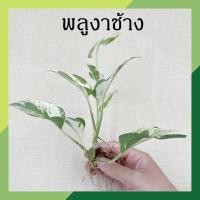 ราคา พลูงาช้าง จำนวน 1 กิ่ง ต้นไม้ฟอกอากาศ ไม้มงคล ไม้ฟอกอากาศ ต้นไม้ด่าง ต้นไม้ประดับ ต้นไม้น้ำ ตระกูลพลู ไม้มงคล (13301515835)