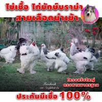 ราคา ไข่เชื้อ ไก่บราม่า สีขาวไลท์เกรดAAA สวย 5 ฟอง ภาพไก่จริงจากฟาร์มไม่ใช่ภาพจากเน็ต ชุดพ่อแม่พันธ์ุนำเข้า สวยมาตรฐานบราม่าที่แท้จริง ไก่ยักษ์ Brahma ประกันเชื้อและแตก 100 (17421566799)