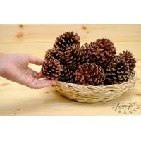 ราคา ลูกสน ธรรมชาติ ปลอดสาร คัดพิเศษ ตกแต่งต้นคริสต์มาส ลูกสนแห้ง ไซส์เล็ก กลาง ใหญ่ ลูกสนสวยๆ christmas คริสต์มาส พร๊อบถ่ายรูป ลูกสนฟัน (16583746319)