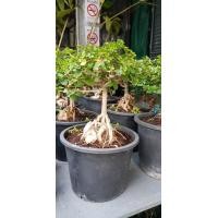 ราคา ต้น บอนไซ เพรมน่า Premna บอนไซเพรมน่า เพรมน่าไต้หวัน ปลูกบนก้อนหิน สวยมากๆ จัดส่งพร้อมกระถาง 6 นิ้ว ลำต้นสูง 25 28 ซม ต้นไม้แข็งแรงทุกต้น เรารับประกันจัดส่งห่ออย่างดี จัดส่งสินค้าตามรูป (20968966282)