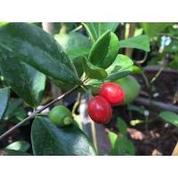 ราคา ต้นเชอรี่ บีช เชอร์รี่ ออสเตรีย เชอร์รี่นอก ไม้นอก ปลูกได้ในไทย สามารถปลูกในกระถางได้ ออกลูกดกทั้งปี อร่อยหวาน จัดส่งพร้อมกระถาง 11 นิ้ว ลำต้นสูง 100 110 ซม (20978346744)