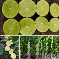 ราคา กิ่งตอนมะนาวแป้นสุขประเสริฐพันธุ์แท้ ลูกดก เมล็ดน้อย เปลือกบาง น้ำเยอะ ทนโรคดี (20076827552)