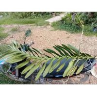 ราคา กิ่งกล้วยไม้ช้างแดงดอกใหญ่ (20423767217)