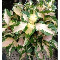 ราคา ต้นสามกษัตริย์ เงินทองนาค ไม้มงคล ใบด่างสวย กระถางแขวน 8นิ้ว (20339338277)