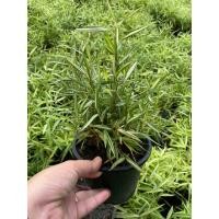 ราคา ต้นไผ่เงิน 6นิ้ว ไผ่เงิน ไผ่แมว หญ้าแมว อาหารแมว (20339314350)