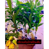 ราคา เซียนท้อยักษ์อินเดีย เป็นเซียนท้อที่มีลูกขนาดใหญ่ เป็นไม้ผลที่ปลูกแล้วเป็นมงคล ลูกใหญ่ เนื้อมีความหวานมัน หนึบ ไม่แห้ง มีเนื้อเยอะ ปลูกง่าย ทนแล้ง ต้นแข็งแรงพร้อมปลูก (19399495713)