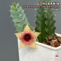 ราคา เก๋งจีน Huernia Zebrina ssp insigniflora แคคตัส กระบองเพชร cactus succulent (7876530495)